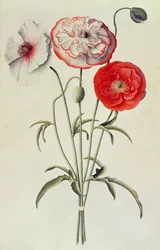 Poppies: Corn